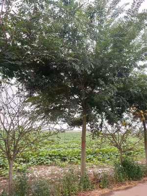 榉树基地 绿色财富的摇篮与苗木种植的智慧