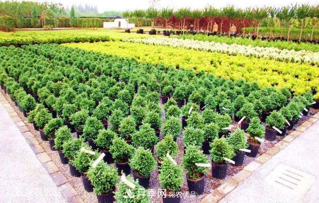 北方园林需求旺盛 大规格容器苗木培育技术及管理方法全解析