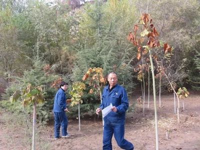 大干百天，挖潜增效——苗木种植的绿色突围与可持续路径