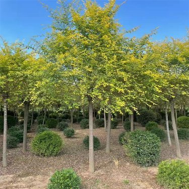 绿色发展中的乡土力量 开原市东北苗木种植专业合作社的苗木种植实践