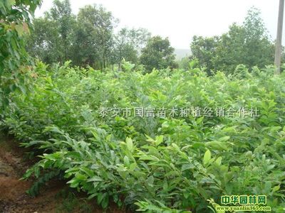 供应泰山一号板栗苗 优质种植者的共同选择