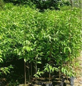 珍稀苗木种植 奇楠沉香与白木香的生态与经济价值探析