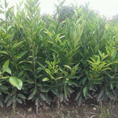 车桑子苗木价格与种植技术全面解析