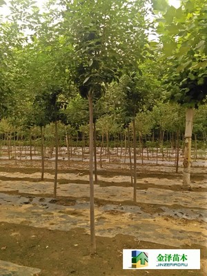 大连白蜡种植基地考察记 探访河北保定博野金泽绿化苗木基地