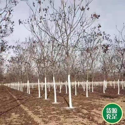甘肃绿化北栾苗的价值前景与7公分栾树苗种植指南