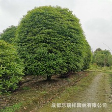 成都苗木种植 助力园林绿化与产业升级的绿意力量