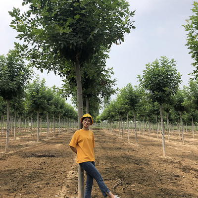 德承苗木 金叶白蜡与小叶白蜡的种植与选购指南