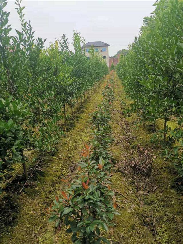 胡柚树基地美如画，婺联苗木四季飘香品质优