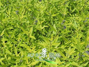 华景苗木 金叶莸优质种苗助力高效种植