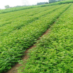 花椒苗多少钱一株 诚信苗木基地 花椒种植方法