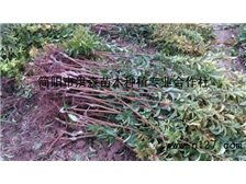 简阳市洪森苗木种植专业合作社 绿色匠心，筑梦苗木产业